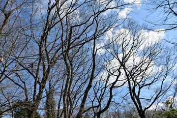 葉が落ちた冬の木々、美しい樹形のシルエット