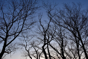 葉が落ちた冬の木々、美しい樹形のシルエット
