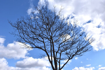 葉が落ちた冬の木々、美しい樹形のシルエット