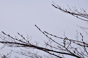 葉が落ちた冬の木々、美しい樹形のシルエット