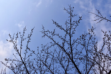 葉が落ちた冬の木々、美しい樹形のシルエット