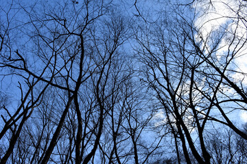 葉が落ちた冬の木々、美しい樹形のシルエット