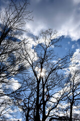 葉が落ちた冬の木々、美しい樹形のシルエット