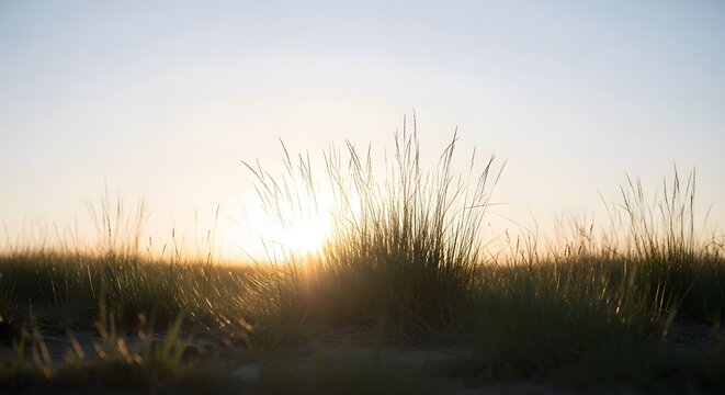 Golden grass swaying gently in the warm glow of a setting sun on a serene beach