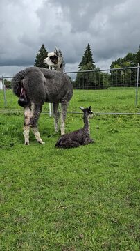 Authentic mother alpaca stands near her newborn cria with visible placenta in a green pasture, ideal for veterinary campaigns.