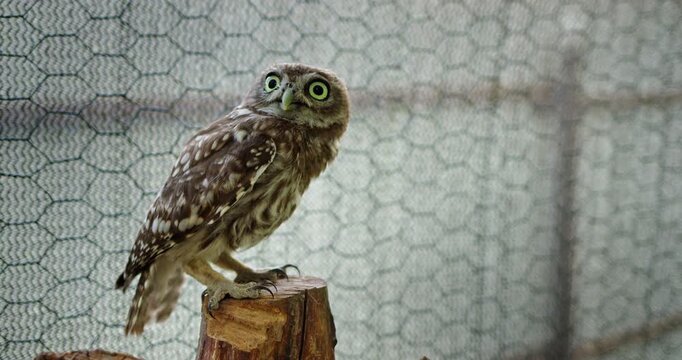 Little owl perched on wooden stump inside aviary enclosure with wire mesh background