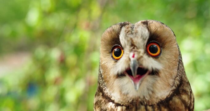 Long eared owl with bright orange eyes close up portrait on soft green background