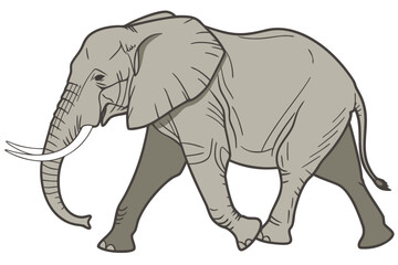 Fototapeta premium elephant isolated on white