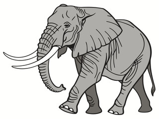 Fototapeta premium elephant cartoon isolated on white