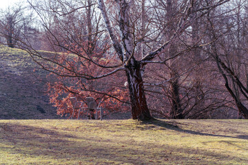 Two metal chairs rest under a leafless tree on a grassy hill. Warm sunlight casts long shadows across the quiet landscape.