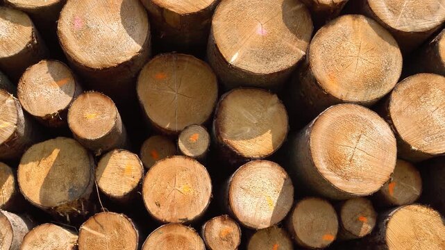Auf einem Lagerplatz liegen die Holzst&auml;mme aus einer Forstwirtschaft zur Weiterverarbeitung in einem S&auml;gewerk