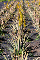 Obraz premium Spain, Canary Islands, Fuerteventura-February 5, 2026: Blooming Aloe Vera On Volcanic Soil