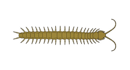 Obraz premium Detailed illustration of a centipede with multiple segmented legs and antennae against a clean white background, showcasing arthropod anatomy