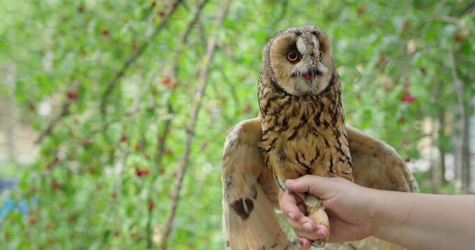 Long eared owl held by human hand spreading wings in natural green outdoor environment