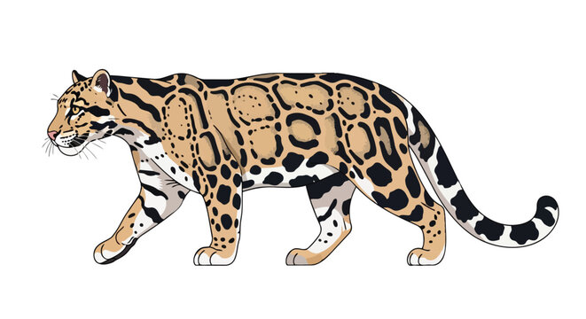 Elegant Clouded Leopard Illustration Showcasing Distinctive Spotted Coat and Graceful Stance