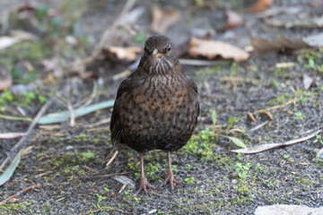 Obraz premium An alert blackbird looks forward while standing on forest soil. Subtle green moss and dry leaves create a natural setting.