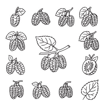 Collection of Hand-Drawn Berries and Leaves on White Background Line Art