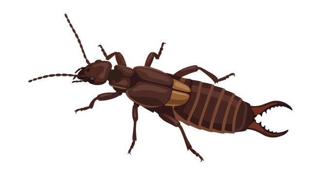 Detailed Illustration of an Earwig Insect with Prominent Cerci and Antennae on a Clean White Background