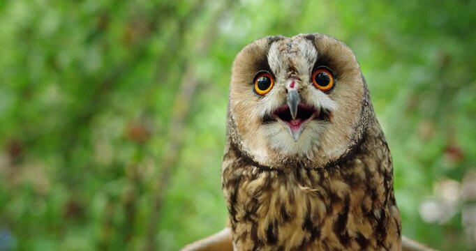 Long eared owl close up portrait with bright orange eyes against green natural background