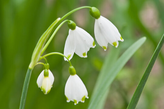 White snowflake flowers - Leucojum aestivum