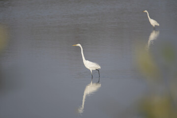 Obraz premium great egret standing in shallow calm water at karave wetland in navi mumbai with clear reflection and soft natural background
