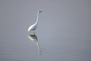 a graceful great egret stands peacefully in still water, featuring a soft vertical reflection against a muted, minimalist background