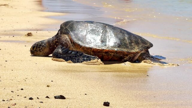 Sea Turtle coming out of the sea, Kauai, Hawaii, USA