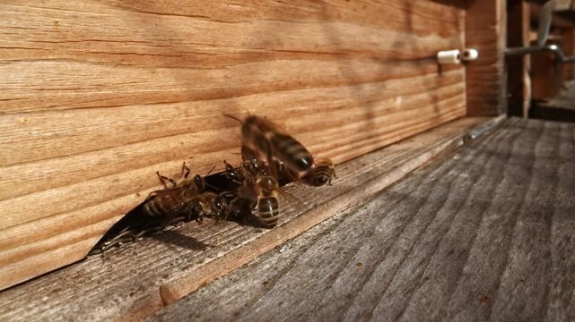 Macro Slow Motion of Guard Bees Defending Beehive Entrance from Intruders and Robber Bees