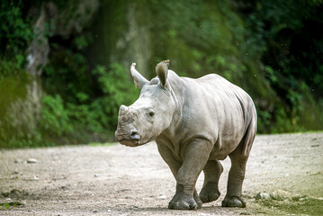 Fototapeta premium Nashorn