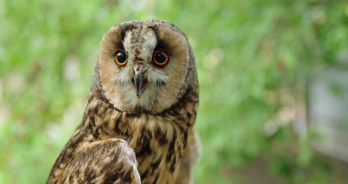 Long eared owl close up portrait with bright orange eyes in natural green background