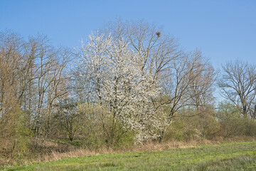 green meadow with bare trees and hawthorn bush with white blossoms on a sunny day with clear blue sky in Bourgoyen nature resrve, Ghent, Flanders, Belgium