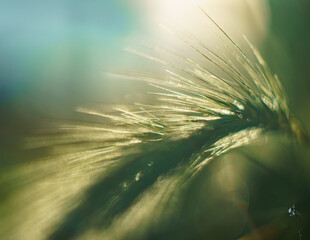 Artystyczne makro kłosa trawy skąpanego w miękkim, złotym świetle poranka. Subtelny detal przyrodniczy z rozmytym tłem (bokeh) i efektownymi flarami, oddający spokój letniego wieczoru. © Henryk Niestrój