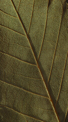 Naklejka premium Detailed macro texture of a green leaf with intricate vein patterns, high resolution authentic botanical background