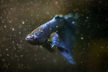 Zbliżenie na niebieskiego bojownika (Betta splendens) w ciemnej wodzie z artystycznym efektem bokeh. Egzotyczna ryba akwariowa o intensywnej barwie, ukazana w nastrojowym, ciemnym otoczeniu. © Henryk Niestrój