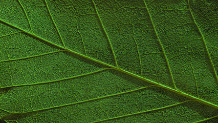 Obraz premium Macro texture of real leaf with detailed veins, authentic botanical background, high resolution photo