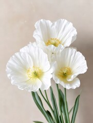 Elegant white poppy blossoms in soft neutral light with green stems