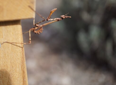 Empusa pennata (mantis palo) camouflaged on wood, Mediterranean conehead mantis macro with copy space