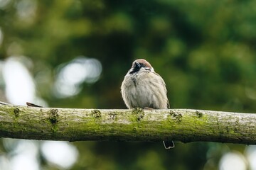 Wróbel mazurek siedzący na mszystej gałęzi drzewa na rozmytym zielonym tle. Zbliżenie na dziką przyrodę, mały ptak w naturalnym środowisku. Idealne do tematów ekologicznych. © Henryk Niestrój