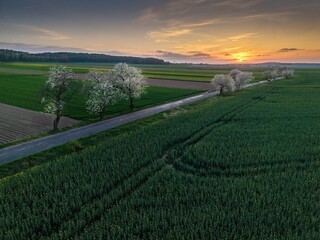 Malowniczy zachód słońca nad polną drogą z kwitnącymi drzewami. Wiosenny krajobraz rolniczy, zielone pola i mglisty horyzont w złotej godzinie. Idealne jako tło natury i symbol wiosny. © Henryk Niestrój