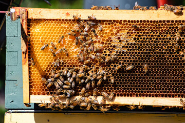 Bees on Bee Hive Board - Beekeeping Hobby