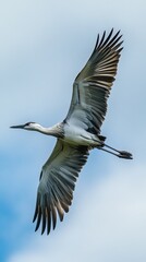 Obraz premium A stunning heron soars through the clear blue sky, showcasing its impressive wingspan and striking feathers. This image captures the beauty of nature.