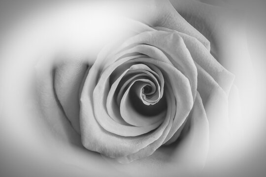 Fibonacci essence in nature; photography for Valentine's Day of a rose seen through a heart shape; black and white photography, heart, black and white