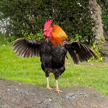 rooster in the grass
