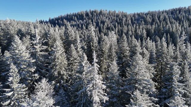 Survole d'une for&ecirc;t jurassienne