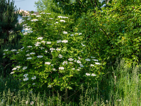 Viburnum opulus bush blooming with large flat white flower clusters and lobed green leaves growing in wild garden among tall grass and trees under bright daylight