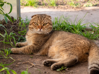 Obraz premium Scottish Fold cat with intense amber eyes and characteristic folded ears, lying on the soil within an organic garden greenhouse