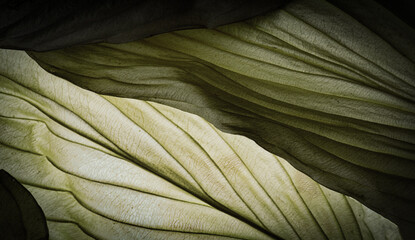 Detailed macro texture of a green leaf with intricate vein patterns, high resolution authentic botanical background