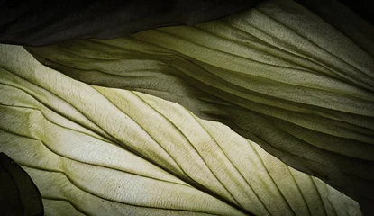 Detailed macro texture of a green leaf with intricate vein patterns, high resolution authentic botanical background © Vera Kuttelvaserova