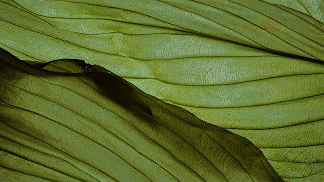 Detailed macro texture of a green leaf with intricate vein patterns, high resolution authentic botanical background