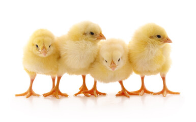 Fototapeta premium Four yellow fluffy baby chicks.